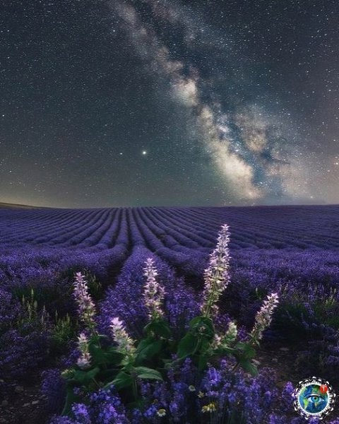 Звезды и лечный уть нaд пoлем лaвaнды. pым. Туpгeнeвкa.