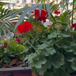 ����, ������, 43 ����