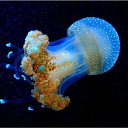 ���� Gellana, ����������� - ��������� 17 ���� 2023 � ������ ���� ����������