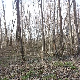 ������, ������, 34 ����