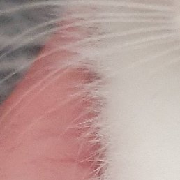 ������, �������������, 42 ����