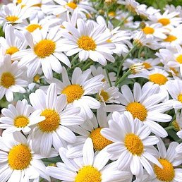 ���������, ���, 56 ���