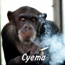 �����, ������, 48 ���