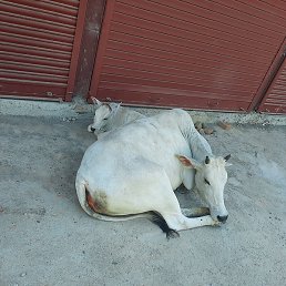 Kamal, ��������, 39 ���