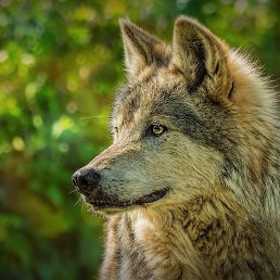 ��������, ������, 47 ���