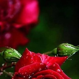 �������, ���������, 55 ���