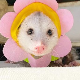 ��������, ������, 20 ���