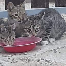 ����, ������, 46 ���