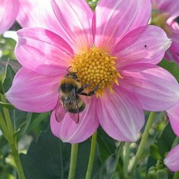 O��, ������, 39 ���