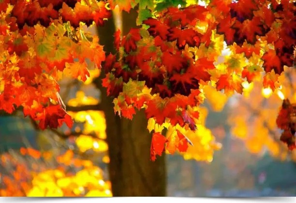     .  ,   ,   ... *** * *** * *** * ...