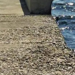 ���, ������, 55 ���