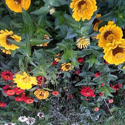 ����, ������, 56 ���