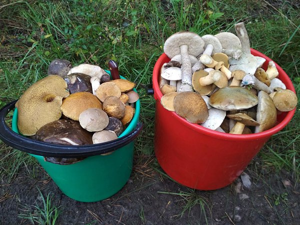 А, Вы ходили за грибами, в этом году? ‘’*‘’*‘’*‘’*‘’*‘’*‘’*‘’*‘’*
