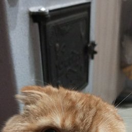 �������, ������, 38 ���