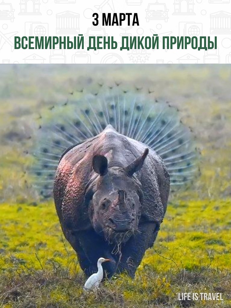 Сегодня Всемирный день дикой природы. Под угрозой исчезновения находятся 1 миллионов видов, среди ...