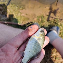 ����, ������, 40 ���