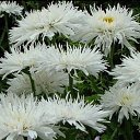  Tatiana,  -  22  2023    