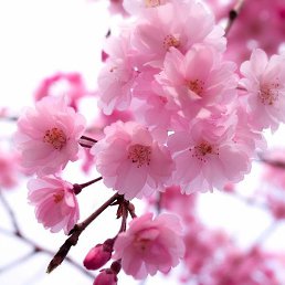 ����, ���������, 25 ���