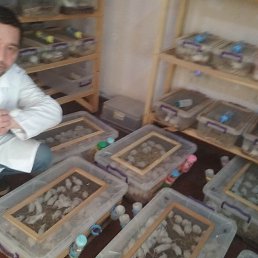 ����, �����������, 45 ���