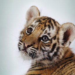 ���������, ������, 46 ���