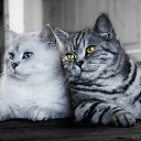 ���� �����, �������, 33 ���� - ��������� 10 ������ 2023 � ������ ���� ����������