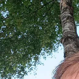 �������, ������, 49 ���