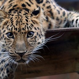 �, �����-���������, 44 ����