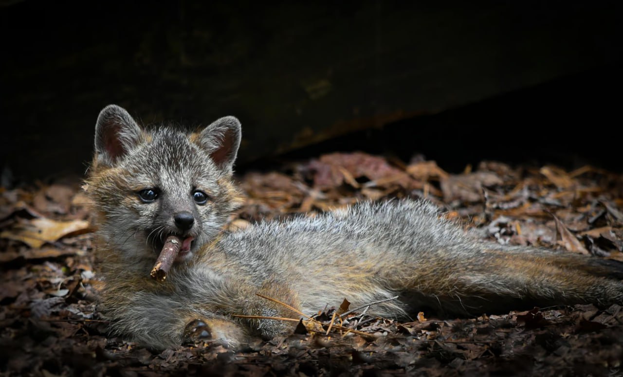 ���������� ��������� �������� �������� ���������� �������� Comedy Wildlife Photography Awards 2023. - 4