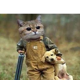 �������, �����-���������, 44 ����