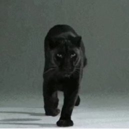 ������, ������, 55 ���