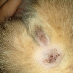 ������, ���, 37 ���