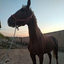 ���� Rixstilla, �����, 30 ��� - ��������� 10 �������� 2023 � ������ ���� ����������