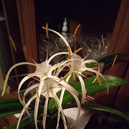 �����, ��������, 36 ���