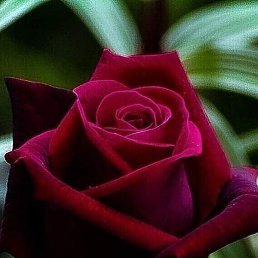 �����, ���������, 54 ����