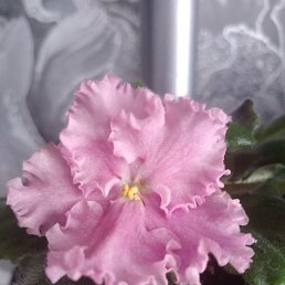 ��������, ������, 45 ���