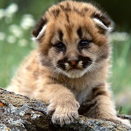 �����, ������ ��������