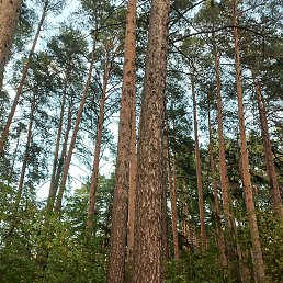 ����, ���������, 38 ���