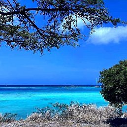 Carol, �����������, 42 ����