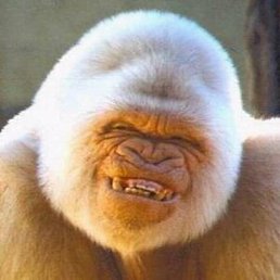 ��������, ��������, 61 ���