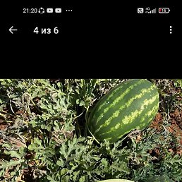 �������, ������, 31 ���