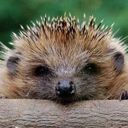 ����, ������, 59 ���