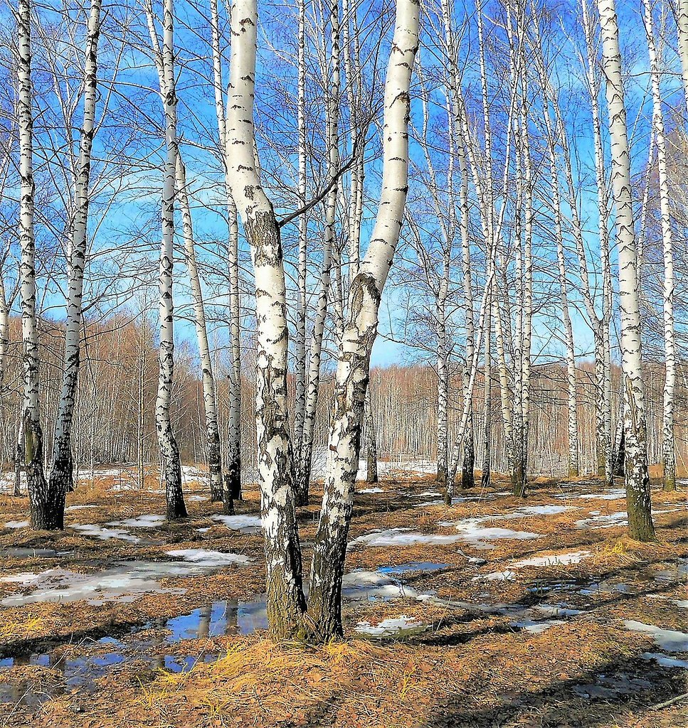 11 апреля – Кирилл. День березы. Это день березы. На Руси всегда любили березу, она даже стали ...