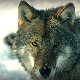 �����, ������, 50 ���