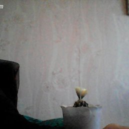 ������, ��������, 60 ���