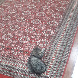 ��������, ������, 36 ���