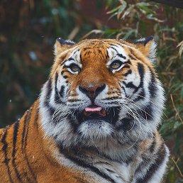 ����, ����������, 48 ���