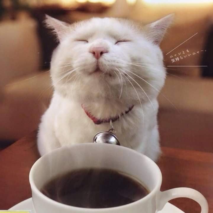 Кошка заходит в кафе, заказывает кофе и пирожное. Официант стоит с открытым ртом. Кошка: — Что? — ...
