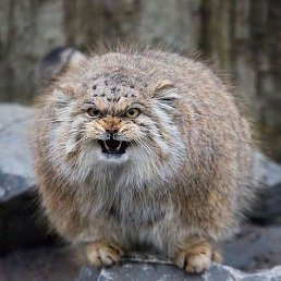 Alexander, ������, 26 ���