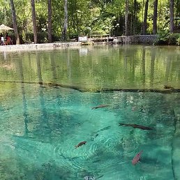 Bejo, ��������, 37 ���