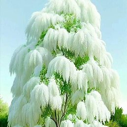 �����, ������, 38 ���